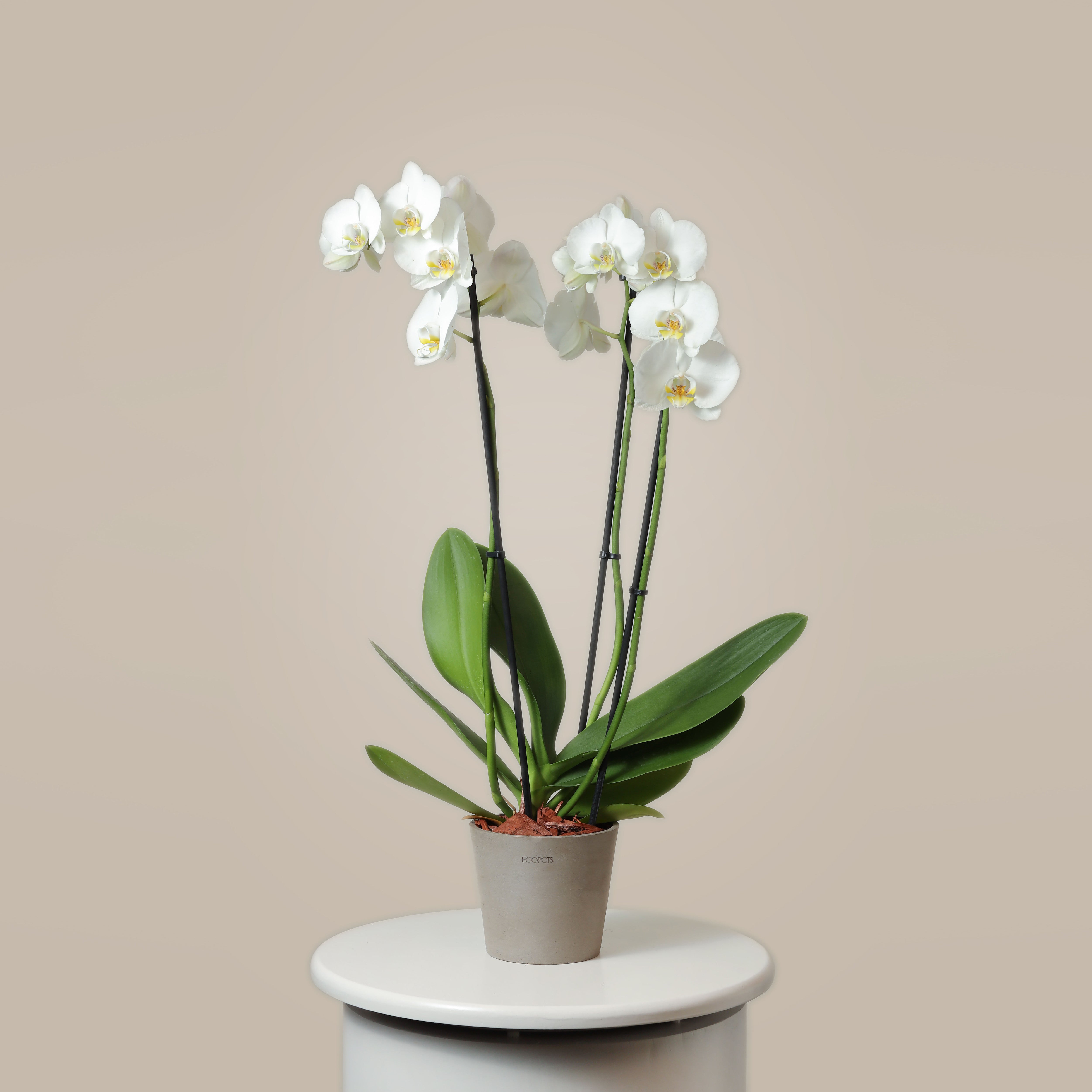 White Orchid Phalaenopsis