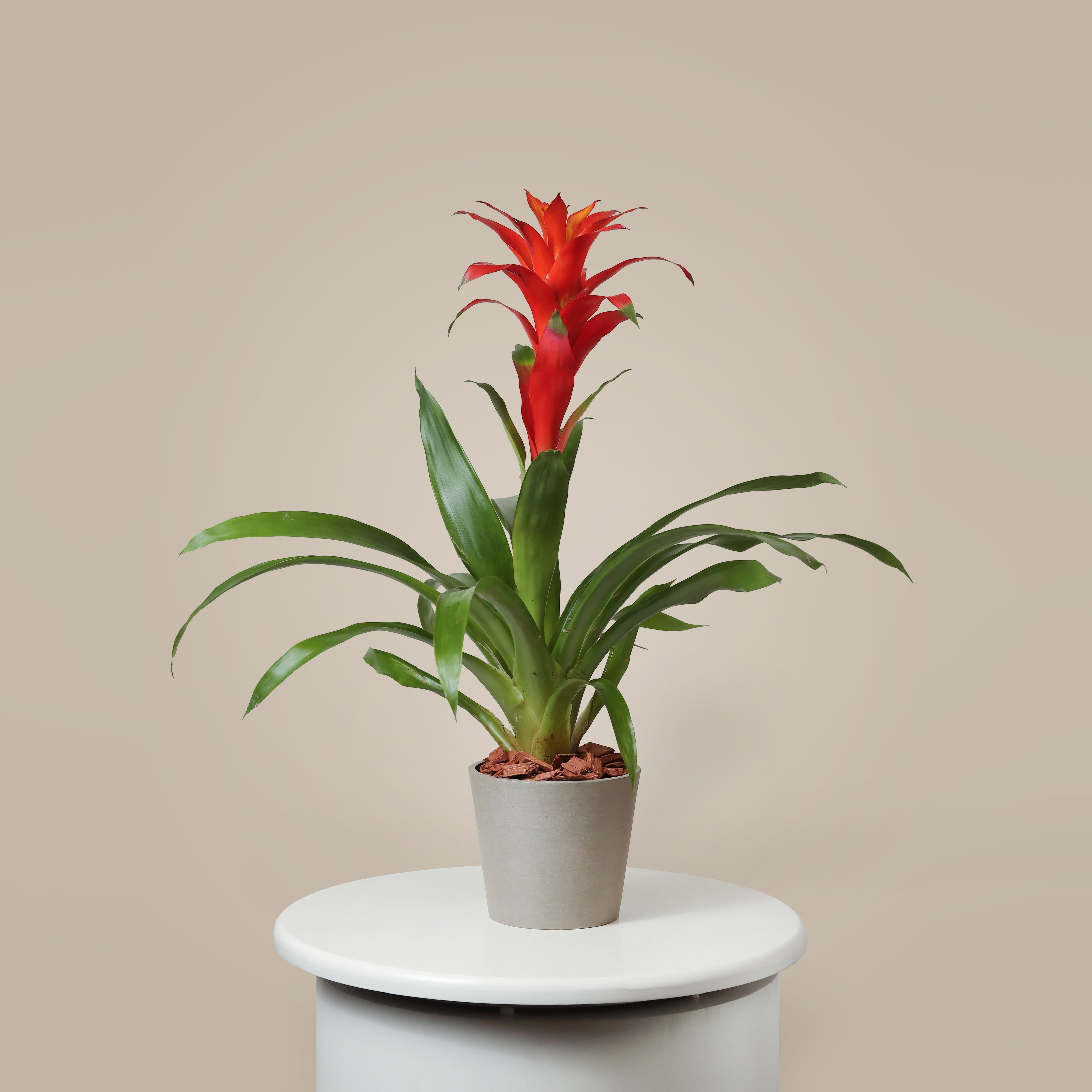 Guzmania Plant