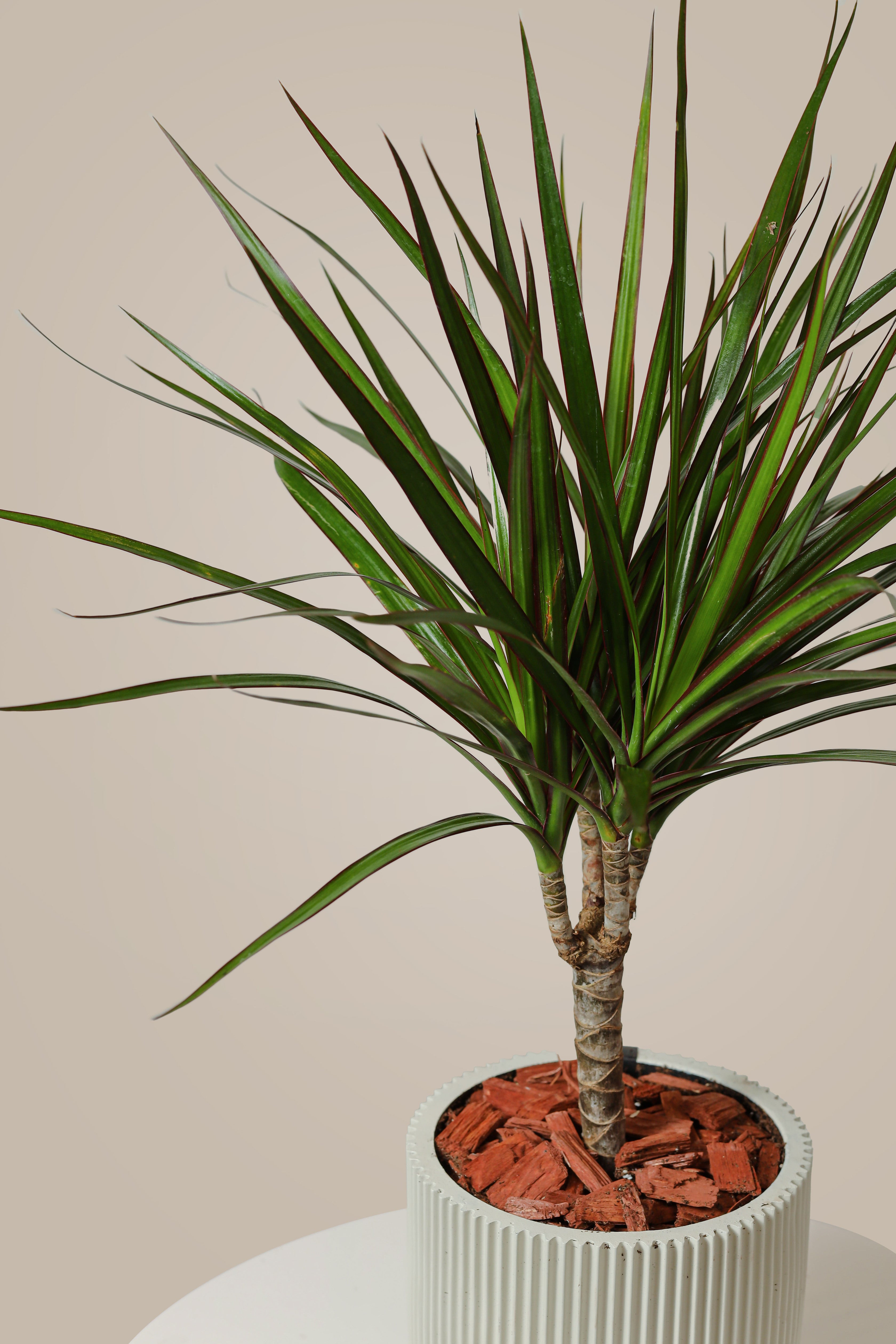 Dracaena Marginata