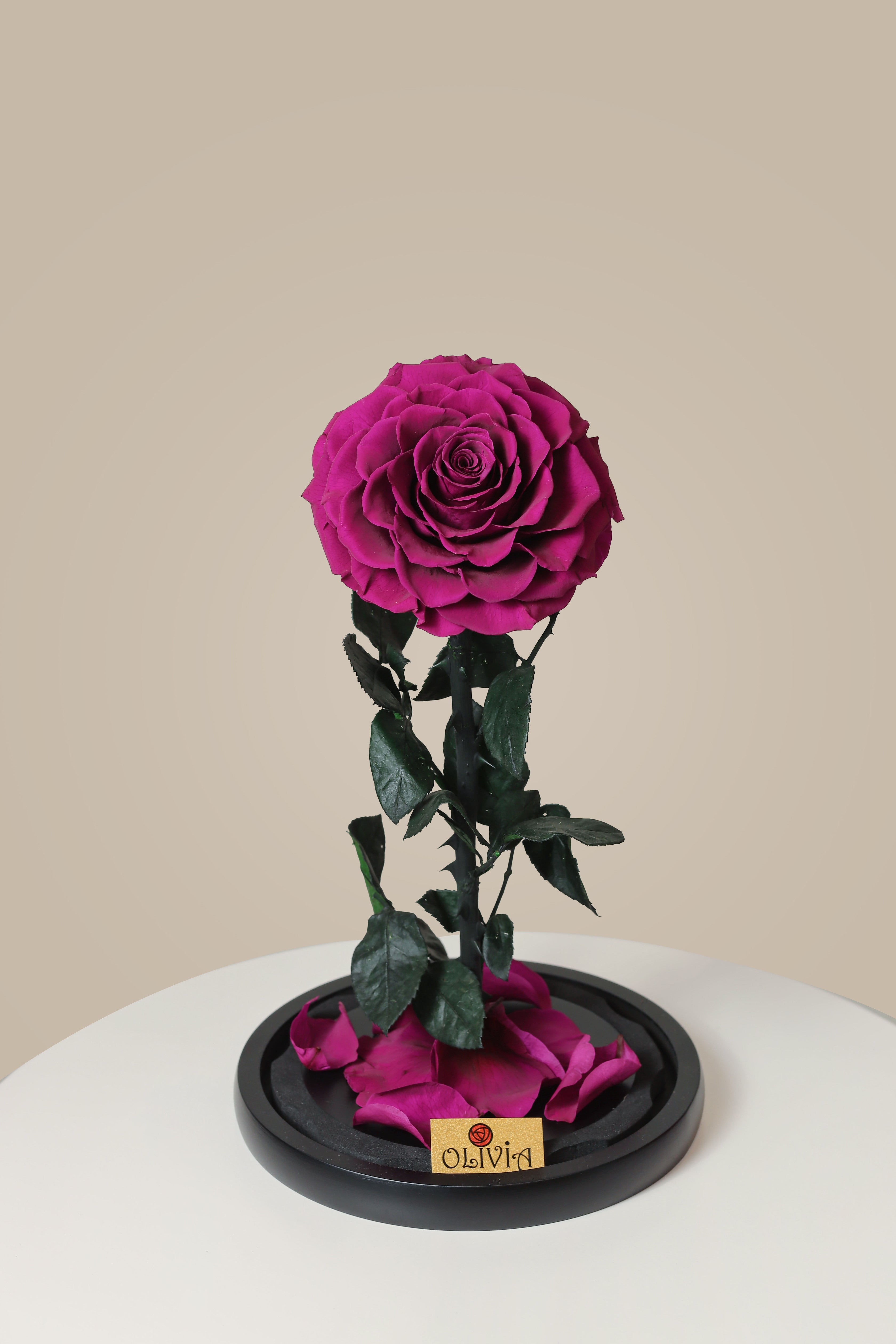 Purple Forever Roses S