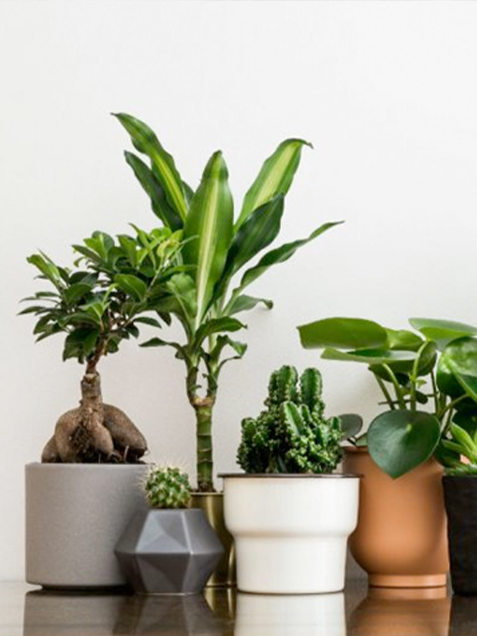 Indoor Plants