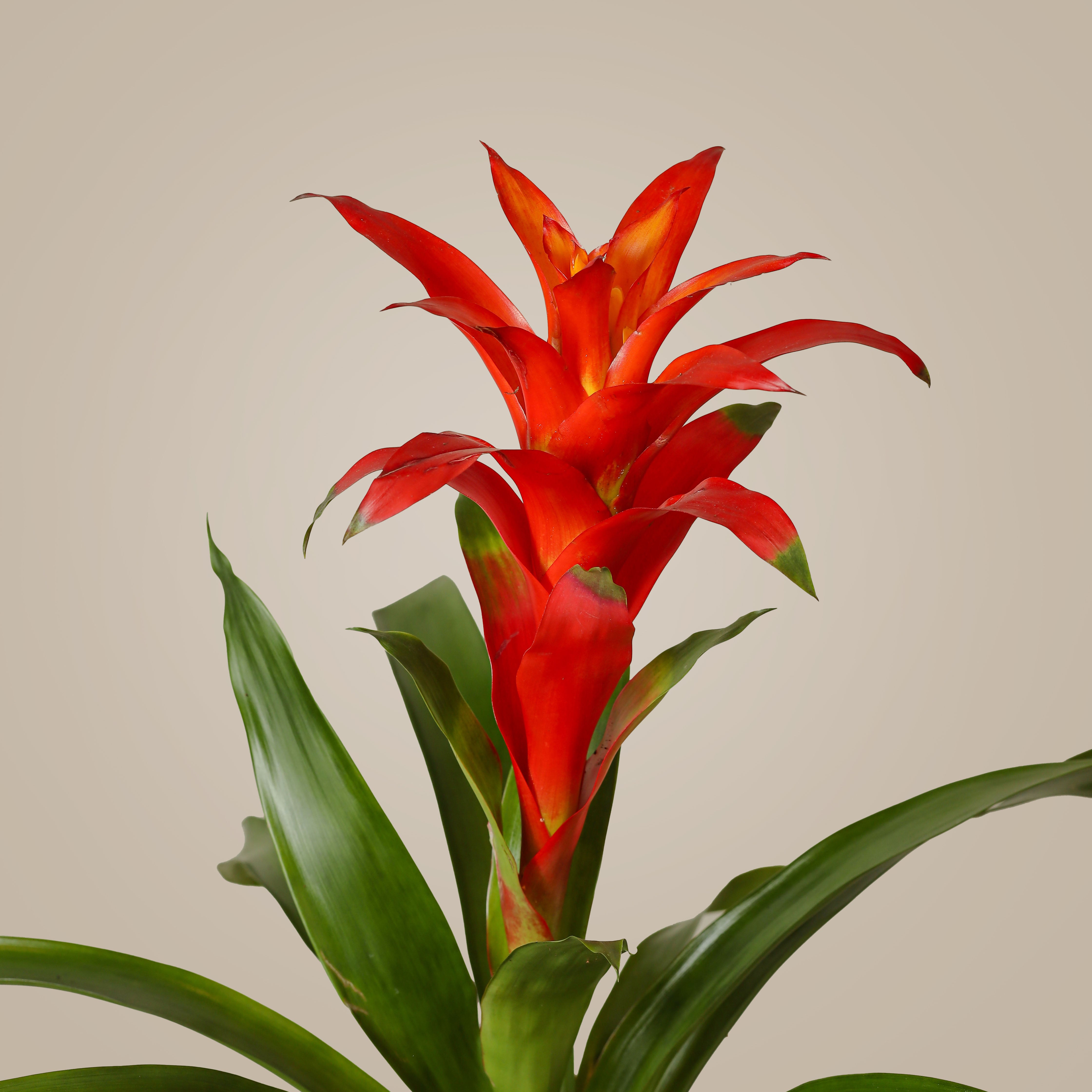 Guzmania Plant