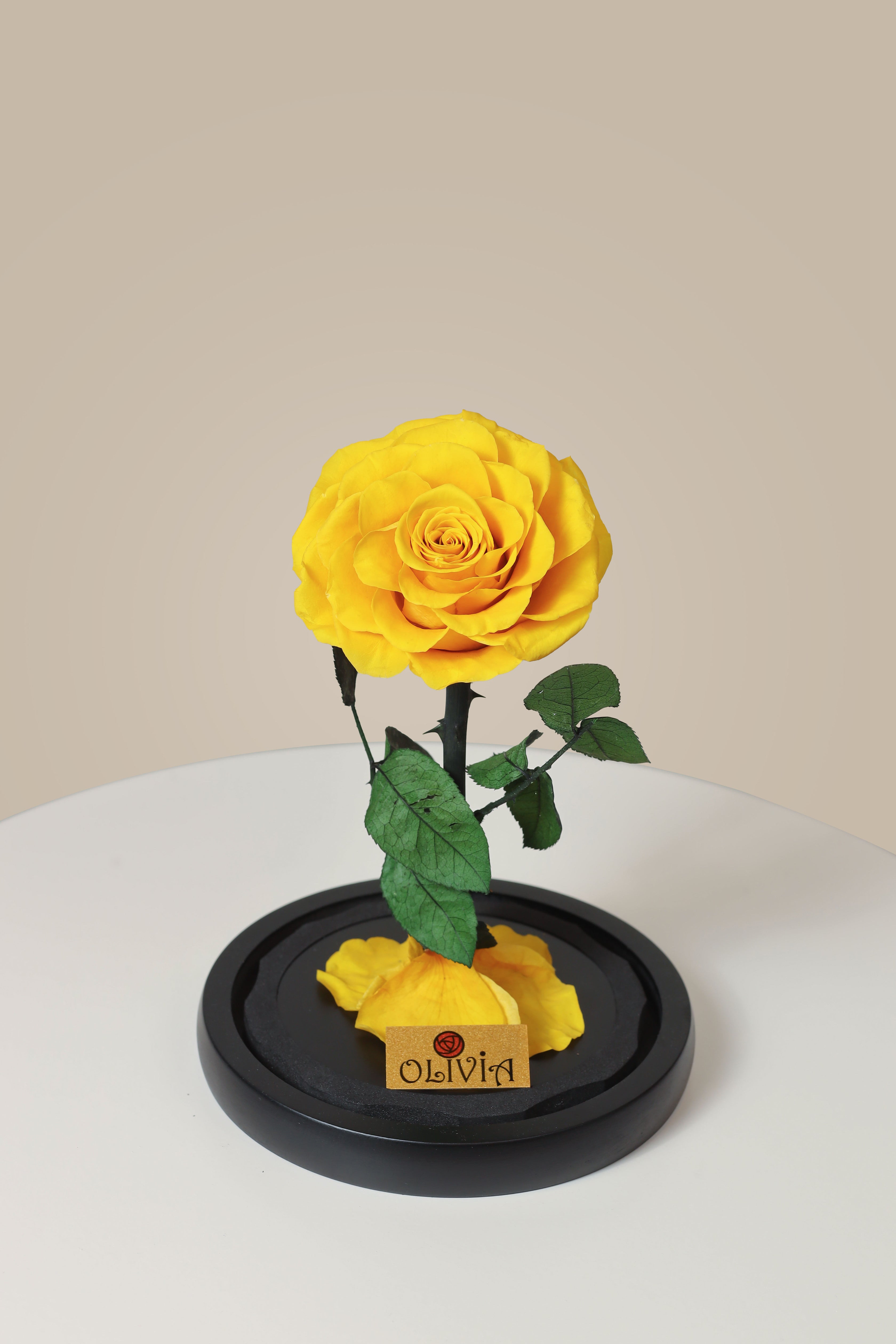 Yellow For Every Roses